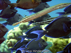 Swimming with the "pack"! I enjoy the large schools of bl... by Lisa Hinderlider 